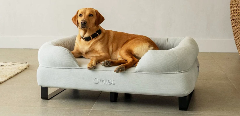 Are Orthopedic Beds Good for Senior Dogs?