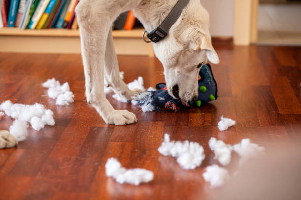 A damaged chew toy with frayed edges on a floor