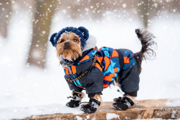 dog relaxing outside in a soft jacket with booties and a protective hat