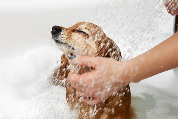 Dog being bathed with a gentle, soothing shampoo