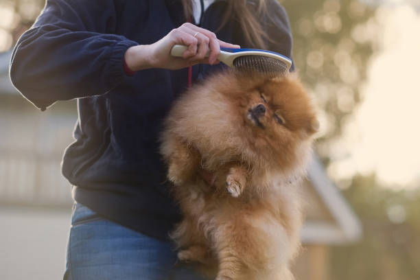 Dog being brushed in the sunlight