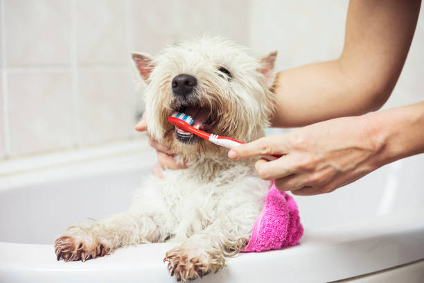 Dog getting its teeth brushed at home