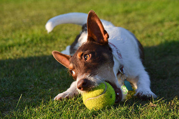 Dog happily chewing on a dog-friendly tennis ball
