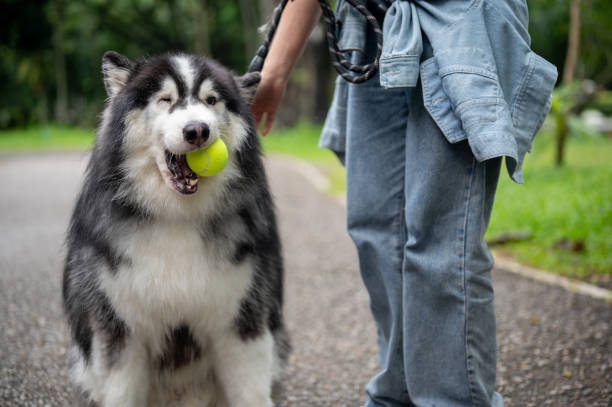 Dog holding a tennis ball in its mouth at a park