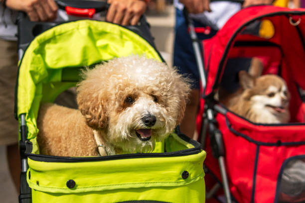 Dog in a dog stroller