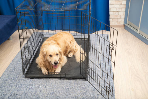 Dog resting inside a crate next to a fenced outdoor kennel