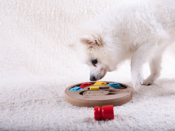 Dog looking curiously at a new puzzle toy