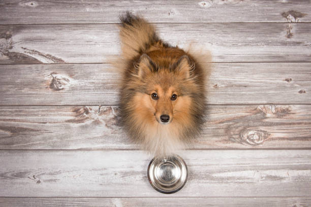 Dog sitting next to an empty food bowl looking up