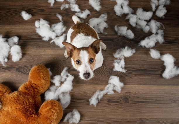 Dog surrounded by stuffing from a torn plush toy