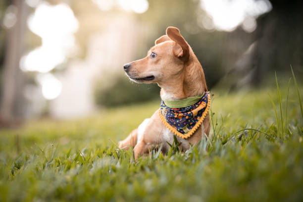 Dog wearing a stylish bandana in the park.