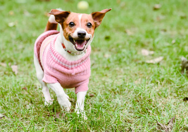 What Kind of Clothes Should My Dog Wear?
