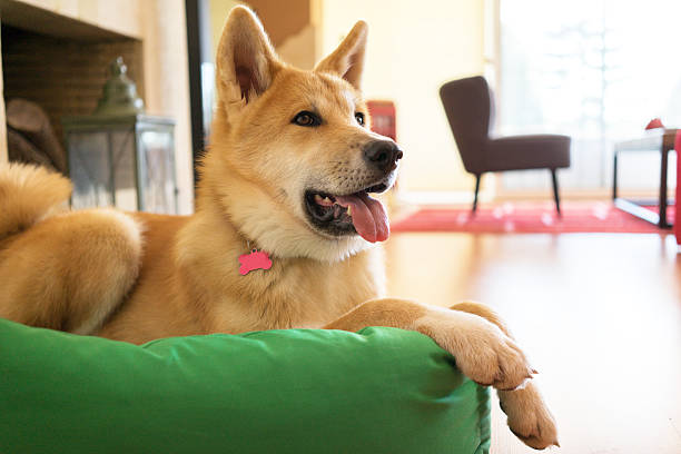 Worn out dog bed with sagging and torn fabric