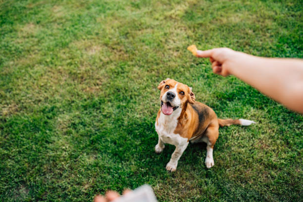 Happy dog receiving a treat from owner's hand
