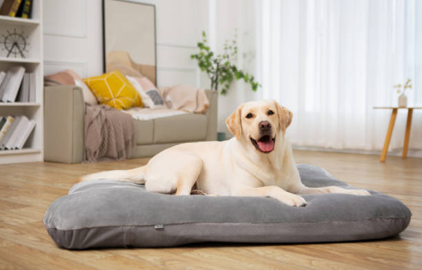 Large dog lying on a durable, chew-resistant dog bed