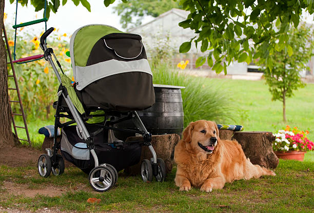 Large dog sitting comfortably inside a spacious dog stroller outdoors