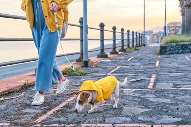 Are Dog Raincoats Actually Useful?