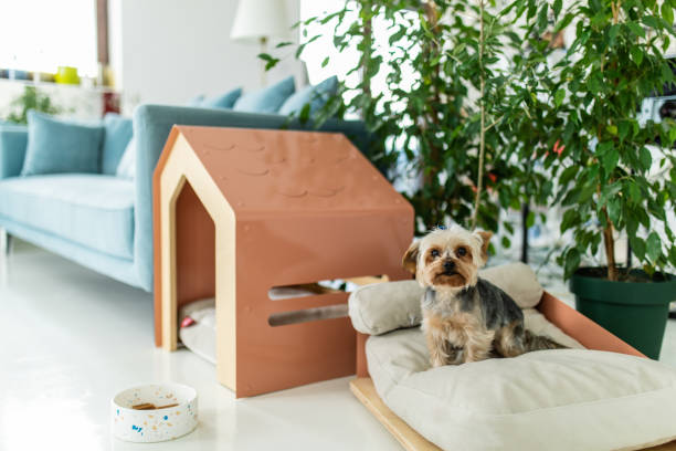 Side-by-side of a wooden dog house and a soft indoor dog bed
