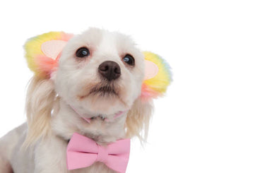 Are Dog Bows and Ribbons Just for Fashion or Do They Serve a Purpose?