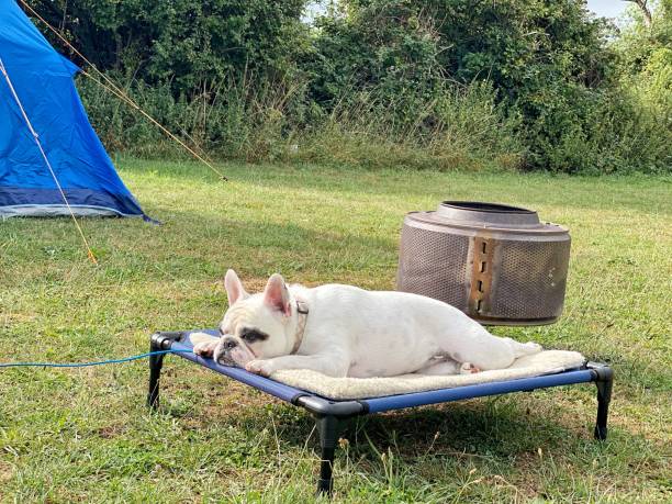 Dog relaxing on a portable foldable bed at a campsite