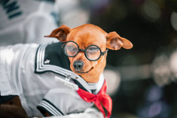 Trendiest Dog Outfits and Accessories in 2025?