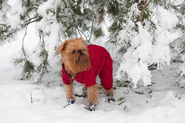 small dog wearing a small winter coat while walking in the snow
