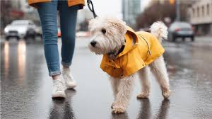What Are the Best Dog Raincoats and Waterproof Jackets?