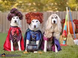 How Do I Make Sure My Dog’s Costume Is Safe and Comfy?
