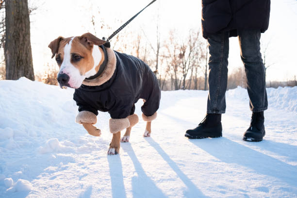 Dog in insulated winter coat outdoors.