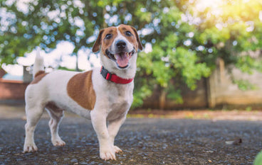 What Type of Collar Is Safest for My Dog?