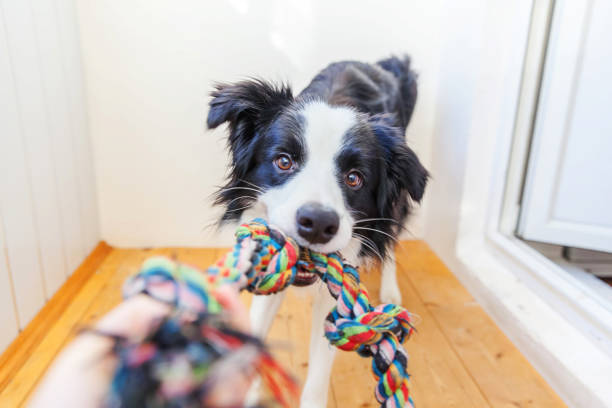 What Materials Are Safest for Dog Toys (Rubber, Nylon, Plush)?