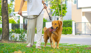 What Size Leash Should I Use for My Dog’s Strength and Breed?
