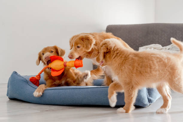 Different dog breeds playing with plush toys sized for them