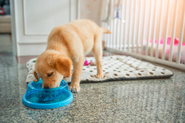 Puppy eating from a bowl during mealtime.