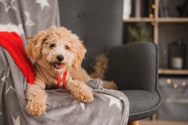 Small dog wearing a warm hoodie indoors on a couch.