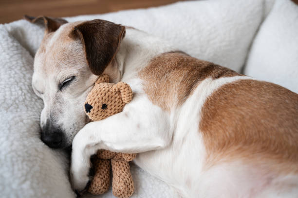 Dog happily cuddling the safe plush toy.