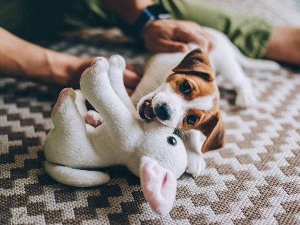Dog happily chewing a squeaky plush toy on a carpet