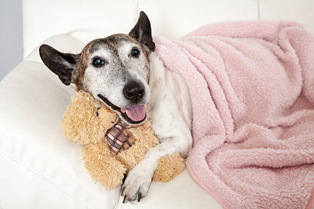 Small dog cuddling with a tiny plush toy