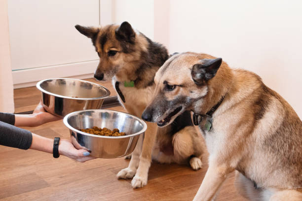 Different dog breeds and ages sitting near food bowls