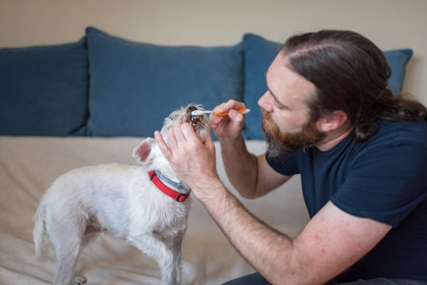 Pet owner is taking care and playing with his dog