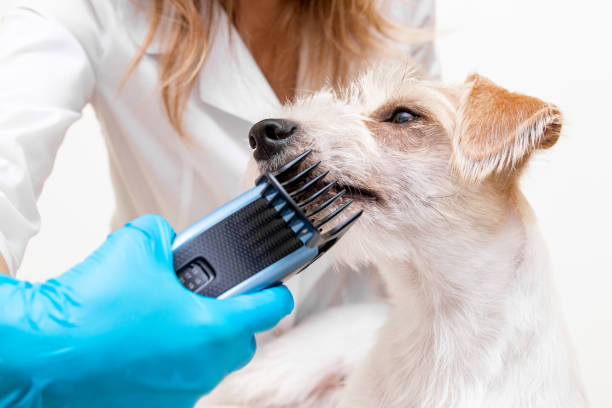 Close-up of a groomer trimming a dog’s facial hair gently