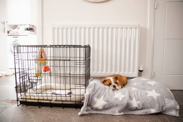 Dog crate used as furniture in a modern apartment corner