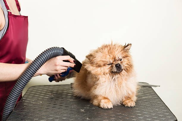Dog being gently dried with a soft towel