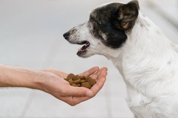 Dog being offered both treats and premium kibble