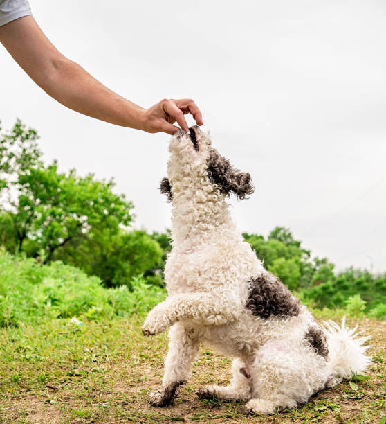 Dog being trained with small soft treats