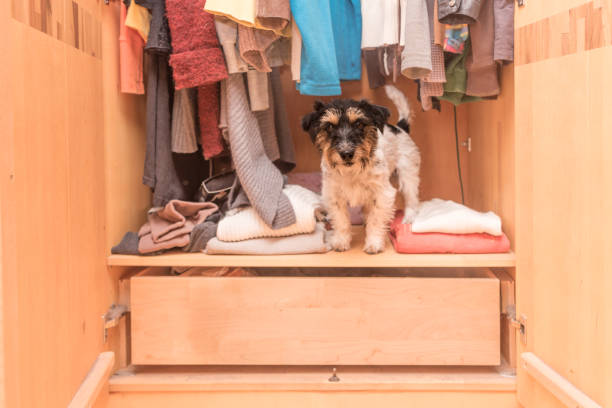 Cute Dog in the wardrobe