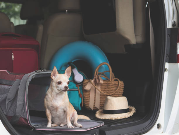 Dog comfortably sitting in a car with travel accessories