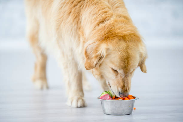 Dog eating raw meat from a stainless steel bowl