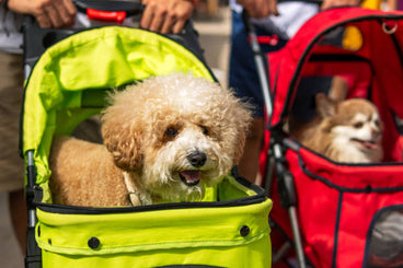 Can I Use a Baby Stroller for a Dog, or Should I Get a Dog-Specific One?