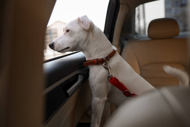 Dog safely buckled in with a seat belt in the back seat