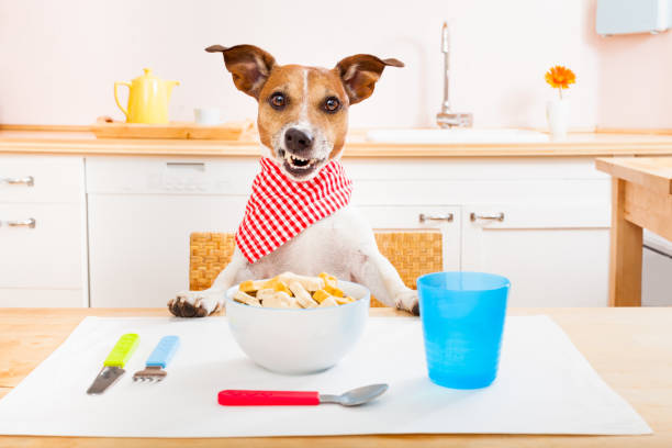 Dog sitting between a bowl of food and a handful of treats